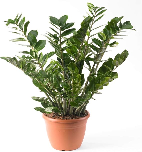 Zamioculca Zamiifolia Houseplant - Premium Indoor Potted House Plant in 13cm