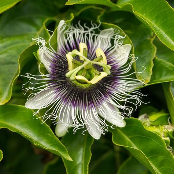 Passiflora edulis 'Frederick' - Climbing Passion Flower - Fast-Growing Evergreen Vine - Unique White and Purple Blooms - Patio Container Plant - Edible Fruit – 2X 9cm Pot by Thompson and Morgan