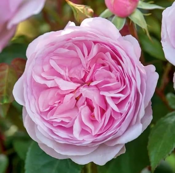 David Austin Olivia Rose - English Shrub Garden Rose Bush PRUNED - Beautifully Formed Soft Pink Blooms - Strong Fruity Fragrance in 3ltf Pot