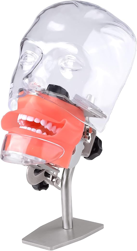 Table Simulator Mannequin Head - Typodont Teeth Model Phantom Head Training Manikin for Schools Education Practical Demonstration