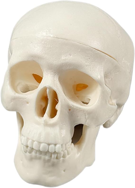 Human Skull Model Realistic Halloween Skeleton Head