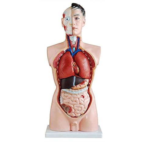 Life-Size 85cm Human Torso Anatomy Model with Removable Organs Medical Grade Detachable Male Organ