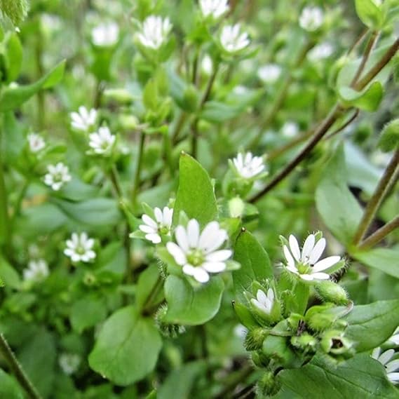 1000 Seeds Herb Chickweed Stellaria Media Easy for Grow Garden