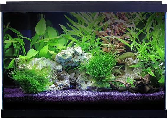 Swell Premium 62cm Tropical Aquarium Kit XL, 76L Glass Tank, 62cm, LED Lighting, 4-Stage Filtration