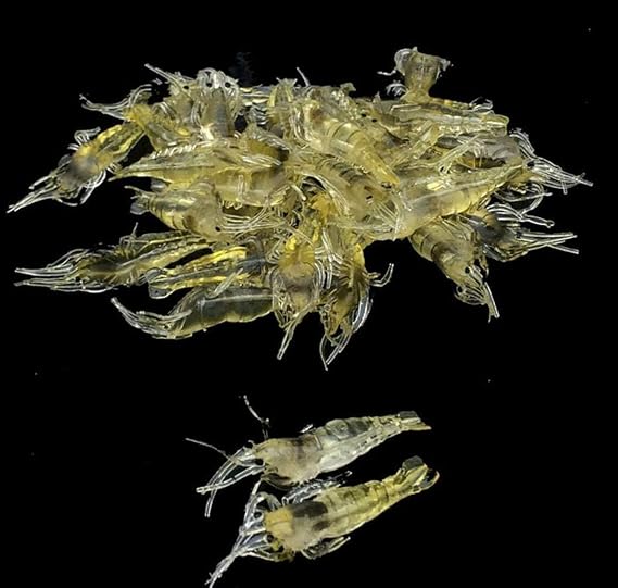 10 Pcs 4cm Simulation Fake Bait Grass Shrimp Lures Soft Shrimp Bait Fishing Gear Cost-Effective Convenient Fishing Soft Lures Attractants