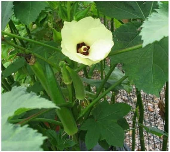 Okra Clemson SPINELESS 450 Seeds Easy to Grow