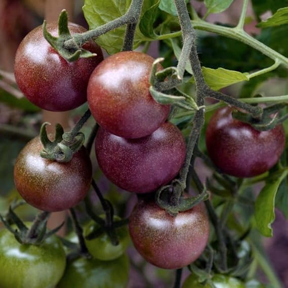 Tomato 'Black Cherry' Seeds - Exotic Blackish-Purple Skinned Cherry Tomato with Sweet Dark Red Flesh - Early Ripening Variety for Containers and Gardens - 1 Packet (25 Seeds) by Thompson & Morgan