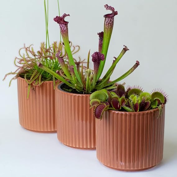 Venus Fly Trap & Carnivorous Plants Set of 3 – Sarracenia Pitcher Plant, Drosera Sundew & Venus Flytrap – 13cm Pots – Indoor Insect Eating Plants
