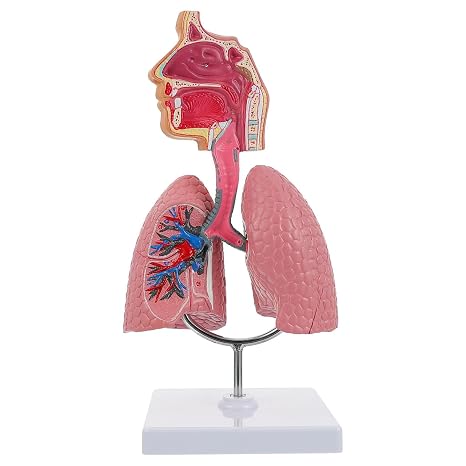 Mobestech Human Respiratory Lung Model Pvc 27.00X12.00X12.00 cm