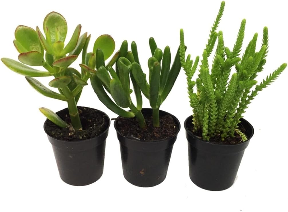 Crassula Para Ağacı Seti 3 Adet Bitki