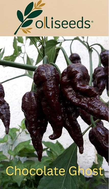 Chocolate Ghost Bhut Jolokia Chilli Seeds – Rare Super Hot Pepper – Capsicum Chinense – Easy to Grow – oliseeds – 5 Seeds