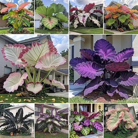 100Pcs Mixed Giant Caladium Plant Seeds