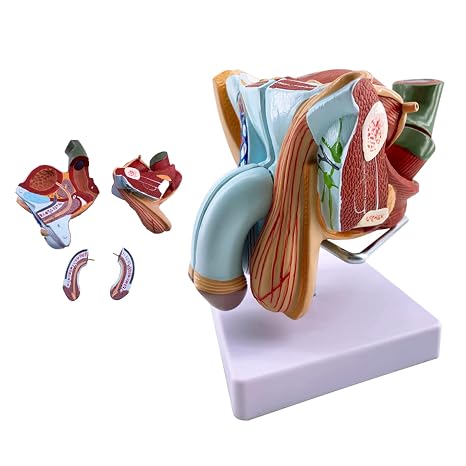 Reproductive System Male Genital Organ Model - Human Anatomy Male Perineum Model - for Medical School Teaching Demonstration Human Anatomy Model