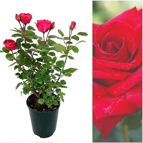 Carbeth Plants - Rose Bush Royal Willliam in a 3Litre Pot (2)