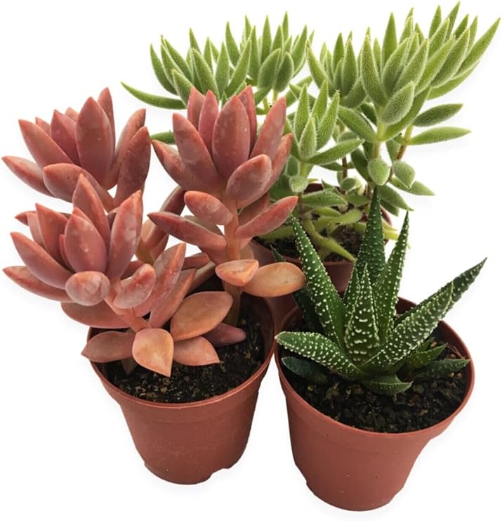 Sukulent Cactus Set 3 Pcs Praya