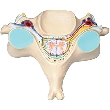 Human Fifth Section Cervical Vertebra Anatomical Model, with Spinal Cord, Magnification 7X Spine Nerve Model Model, for Science Classroom Study Display Teaching Medical Model.