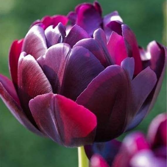 Tulip Bulbs..Strong Plants That Grow Well Mix Golden Jade Carving Feels Beautiful/.NVNJHJN.-4 Bulbs-B