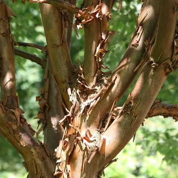 Plant Theory 80cm - 100cm Multi Stemmed Paperbark Maple Acer Griseum Shrub Plant 12L Pot