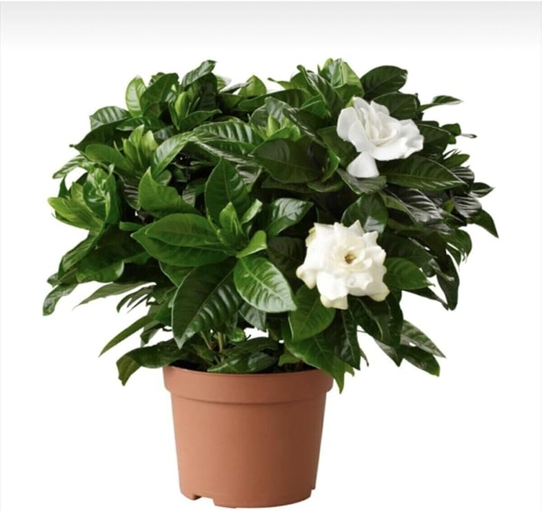 Gardenbox Gardenya Çiçeği Saksılı, 30-50cm, Beyaz, 1 Adet