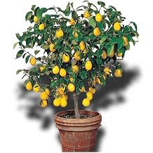 Lemon Tree Nursery Potted Stunted Sevener Mayer