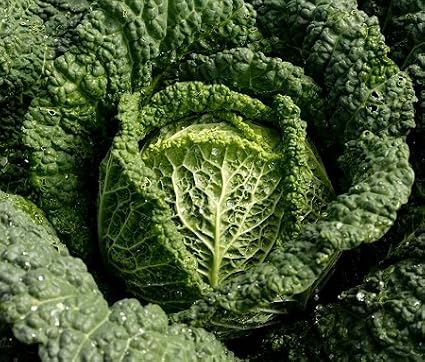 Premier Seeds Direct - Organic Cabbage Savoy Vertus - 400 Seeds