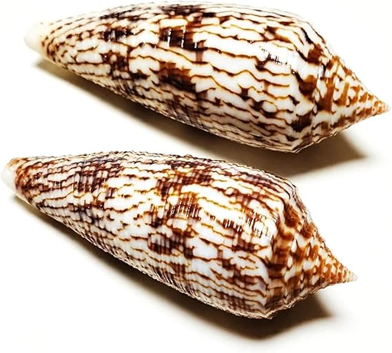 Sea Shells for Crafting,2Pcs 7-12cm Conus Australis Brown Natural Cone Shell for Craft Home Décor Fish Tank Wedding Beach Theme Party 7cm-12 cm