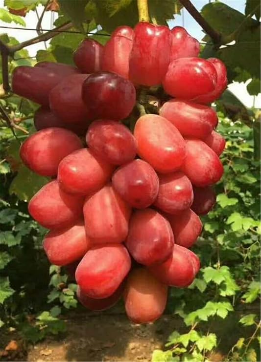 Good for Containers,Excellent Display, Ggrape Bare Root,Grape Vine Plant,Finger Grape Root-4 Roots-D