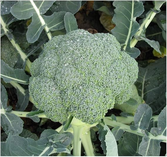 PREMIER SEEDS DIRECT - Broccoli/Calabrese - Stromboli F1-50 Seeds