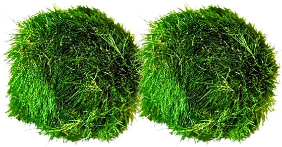 Marimo Moss Balls Aquarium Aquatic Plant Easy Betta Cherry Shrimp Java (10 (+2 Free))