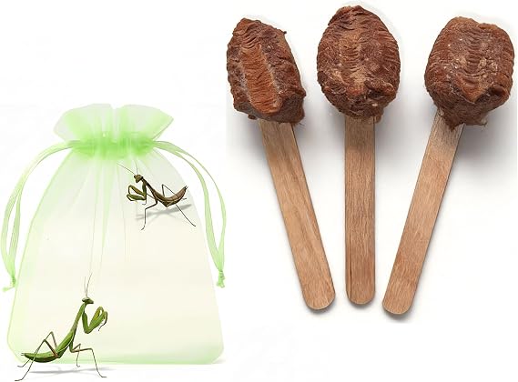 Praying Mantis Ootheca Egg Case on a Wooden Stick Attached(Three Egg Cases) – Equipped with Outdoor Hatching Bag to Observe The Hatching Process, Each Ootheca can Produce up to 400 Baby mantises