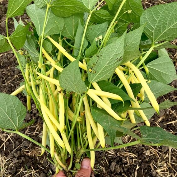 Dwarf Bean 'Dior' Seeds - High-Yield French Bush Beans, Disease-Resistant, RHS Award Winner - 1 Packet (100 Seeds) by Thompson & Morgan