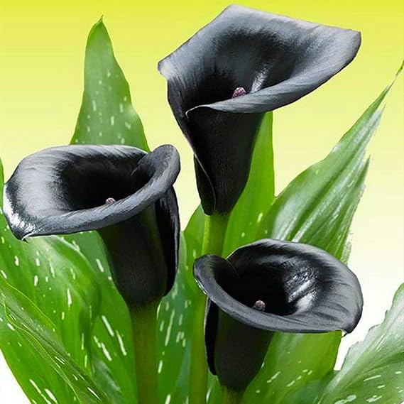 Calla Lily Bulbs.Strong Plants That Grow Well Mix Golden Jade Carving Feels Beautiful-4 Bulbs-E