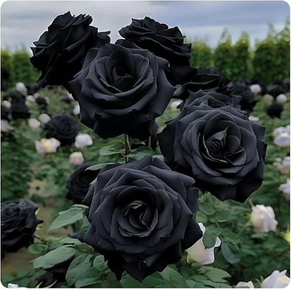 Gorgeous Rose Bulbs Mix UK,Flowering Rhizome,Good for Containers,Iridescent,Excellent Display,Perennial,Hardy,Balcony Garden Bulbs.-1bulb-Black