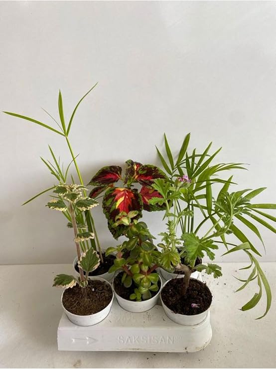 serada decor & plant 6'lı Bitki Seti, Kaktüs Kokulu Benjamin, Japon Şemsiyesi, Yeşim, Yaprak Güzeli, Itır, Areka