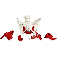 VAP216 Female Pelvis with Organs | Pelvic Floor Muscles and Reproductive Organs | Removable Organs Include Uterus, Colon and Bladder | Includes Detailed Instruction Manual