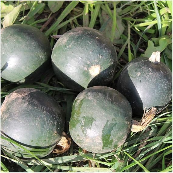 PREMIER SEEDS DIRECT - Squash - Little GEM (Trailing) - 12 Seeds