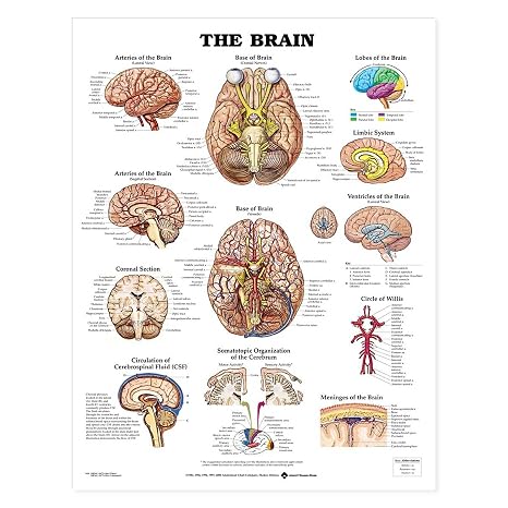 Anatomical Chart The Brain