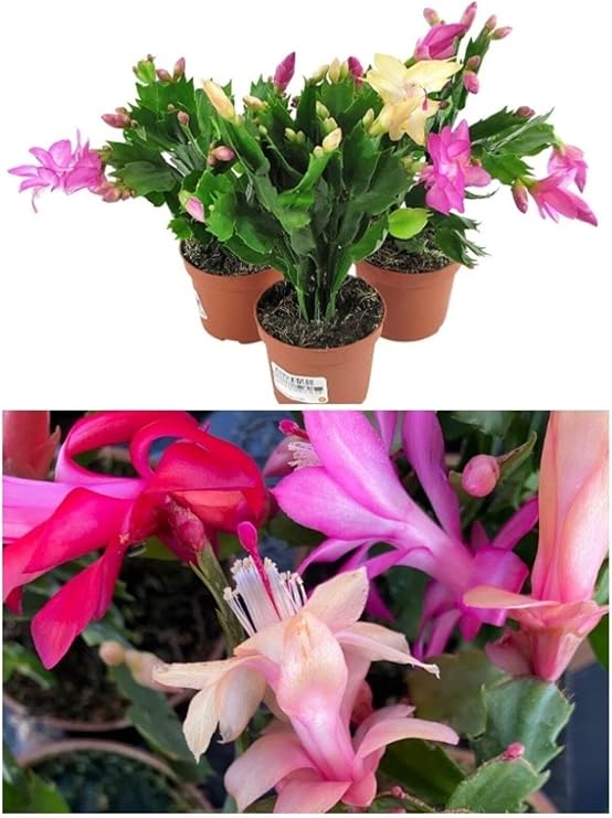 Gardenbox Schlumbergera Çiçeği - Yılbaşı Çiçeği 3 Adet Farklı Renk