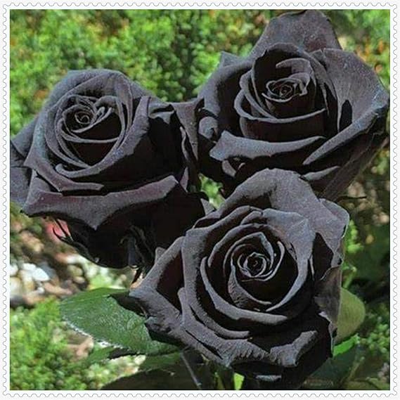 Gorgeous Rose Bulbs Mix UK,Perennial,Flowering Rhizome,Hardy,Good for Containers,Iridescent,Excellent Display,Balcony Garden Bulbs.-1bulb-Black