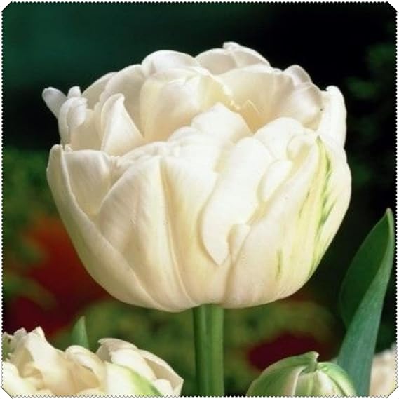Perennial Double Tulip Spring Flowering Bulbs, Easy to Plant and Maintain, Ideal for Containers, Gardens & Borders | Excellent Display-A-6 Bulbs