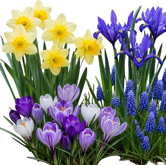 Carbeth Plants 100 Spring Spectacular Bulb Mix