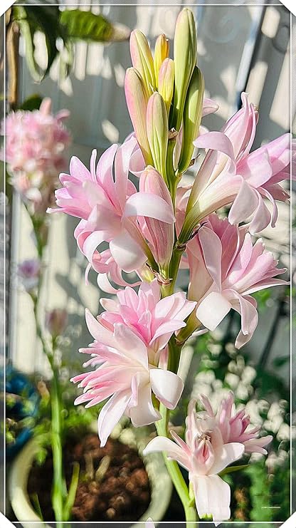 Tuberose Bulbs for Planting,Tuberose Bulbs Mix,Excellent Display Indoor Perennial Balcony Garden Bulbs,Flowering Rhizome,Tuberose Tubers Uk-6Bulbs-J