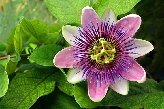 20 Seeds Passiflora Incarnata Passion Flower Purple Viable Seeds Easy to Grow Garden