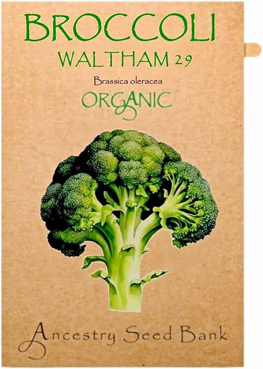 Organic Broccoli Waltham 29 x100 Seeds Heirloom - Non GMO