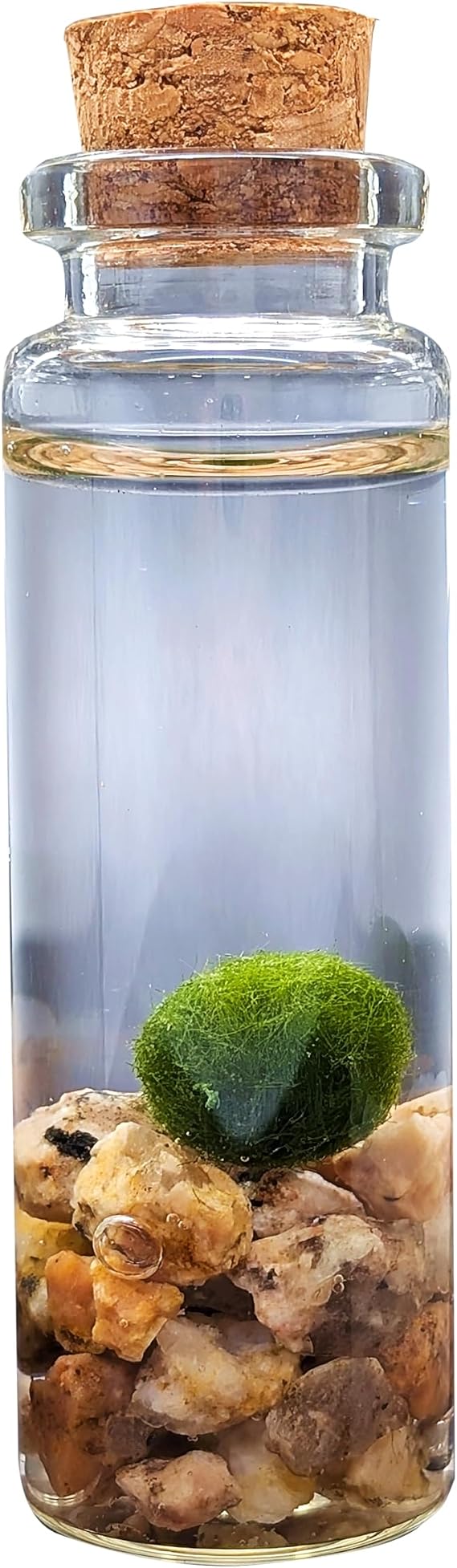 Marimo Small Bottle Vivarium Set