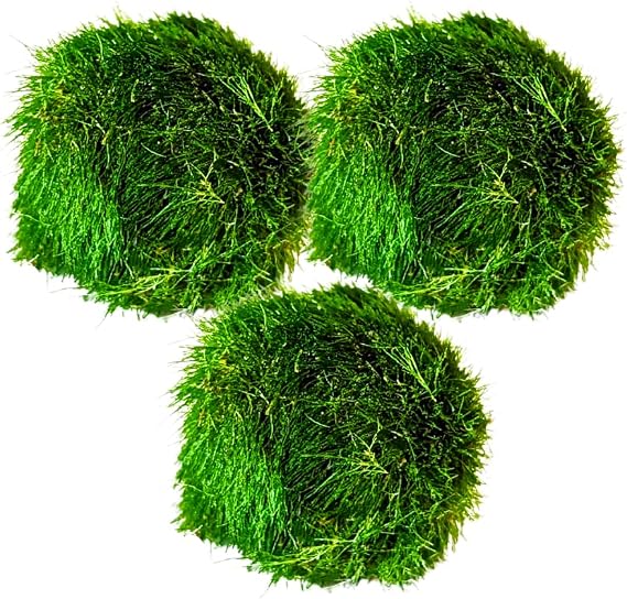 Marimo Moss Balls Aquarium Aquatic Plant Easy Betta Cherry Shrimp Java (3)