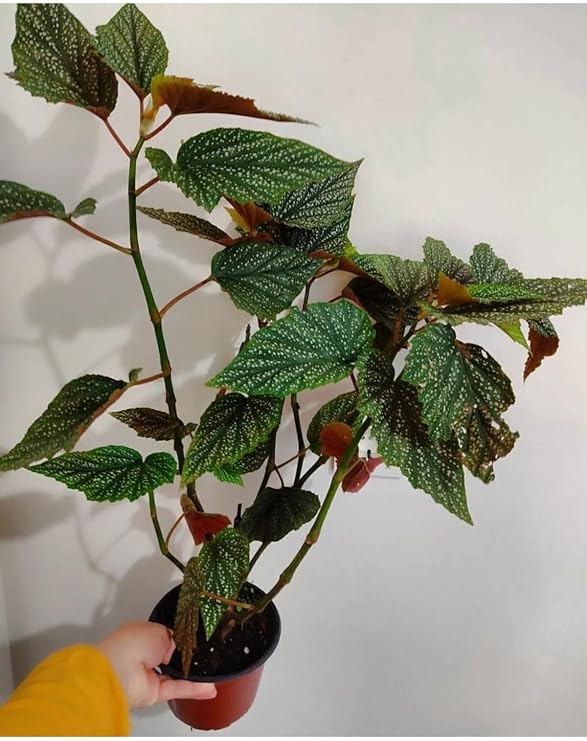 Çilli Begonya Çiçeği, Büyük Boy, 50-65 cm, Canlı İç Mekan Bitkisi