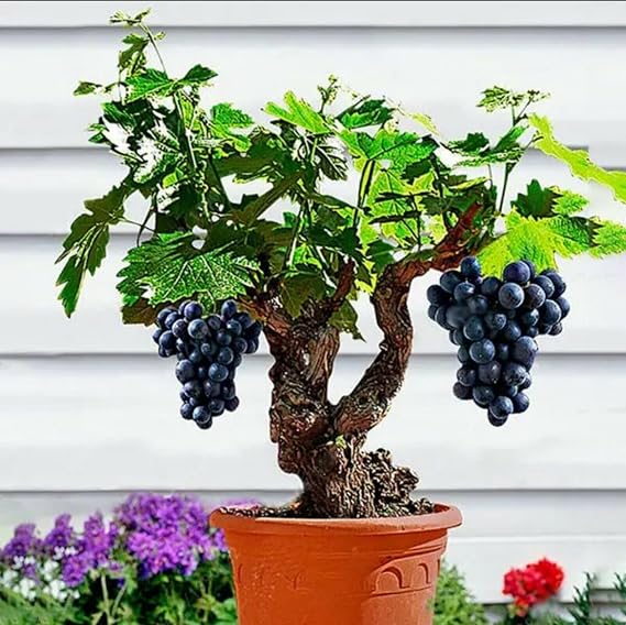 20 Seeds Grape Vine Bonsai Seeds Easy for Grow Garden