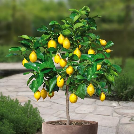 Lemon tree Standard - 1 tree