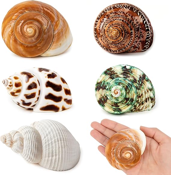 5 PCS Medium and Large Hermit Crab Shells, Opening Size 3.5-5CM